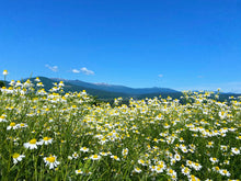 画像をギャラリービューアに読み込む, ざおうカモミールハーブティー(20パック)