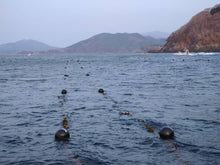 画像をギャラリービューアに読み込む, 【青海波セレクト】岩手県産生わかめ